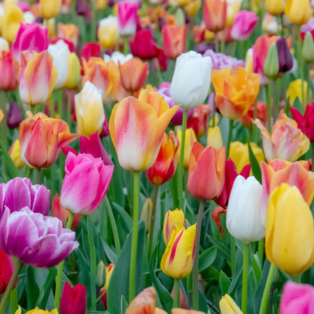 Tulip Bulbs Mixed Border Collection