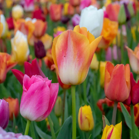 Tulip Bulbs Mixed Border Collection