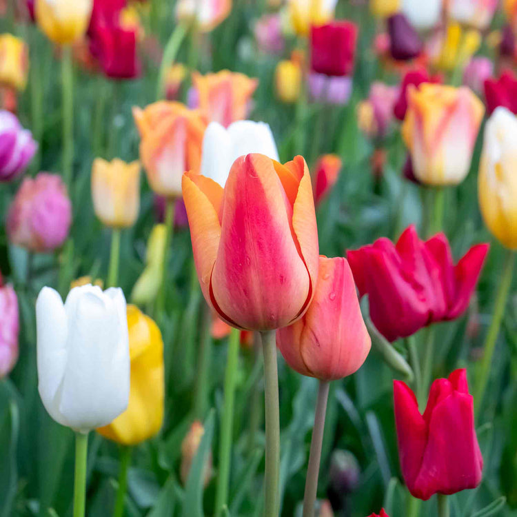 Tulip Bulbs Mixed Border Collection