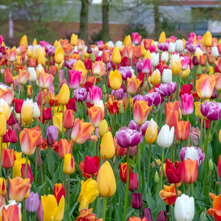 Tulip Bulbs Mixed Border Collection
