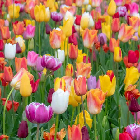 Tulip Bulbs Mixed Border Collection