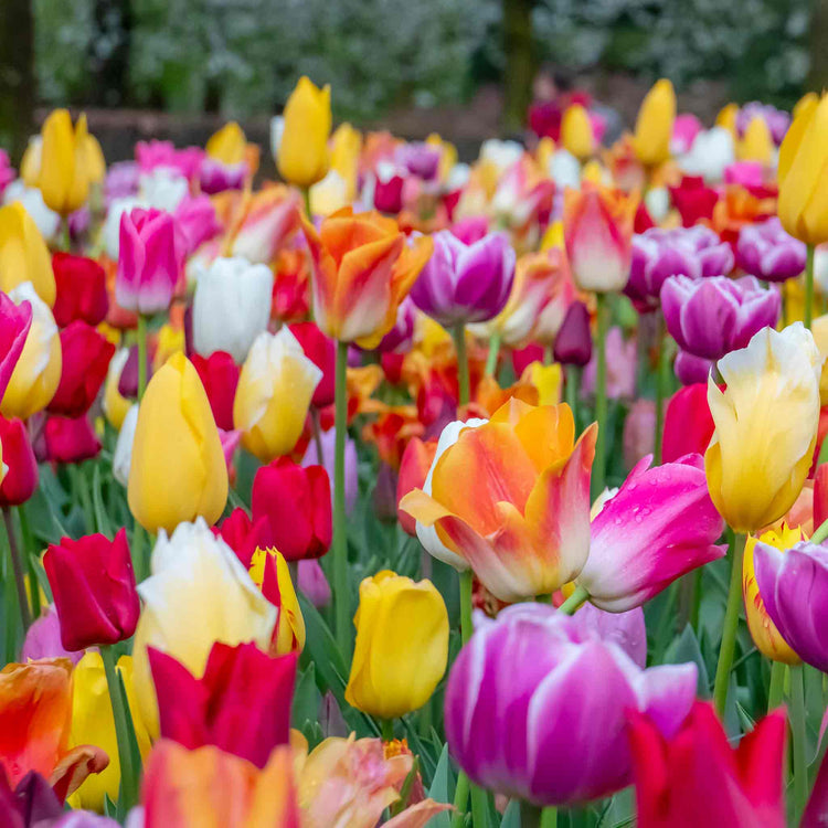 Tulip Bulbs Mixed Border Collection