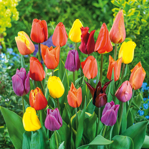 Tulip Mixed Border Collection - 50 Bulbs