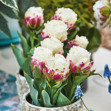 Tulip 'Ice Cream' - 10 Bulbs