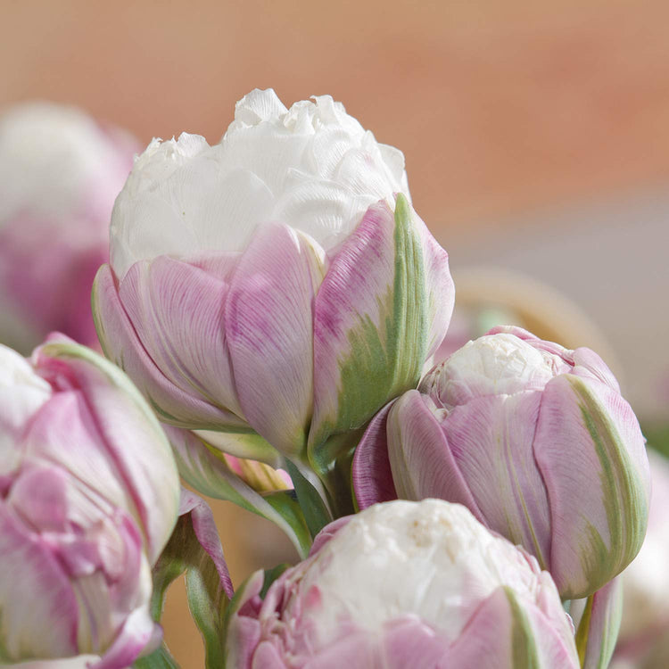 Tulip 'Ice Cream' - 10 Bulbs