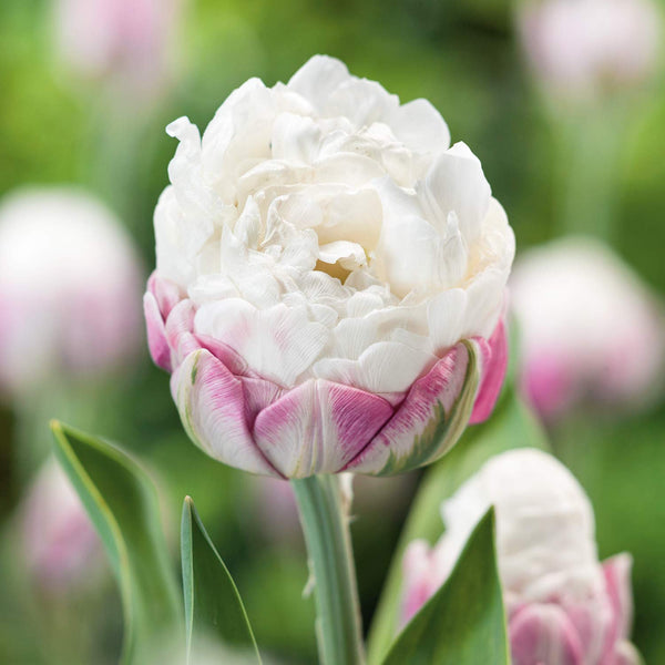 Tulip 'Ice Cream' - 10 Bulbs