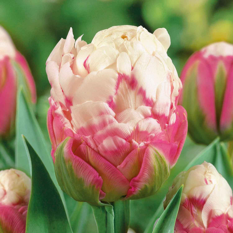 Tulip 'Ice Cream' - 10 Bulbs