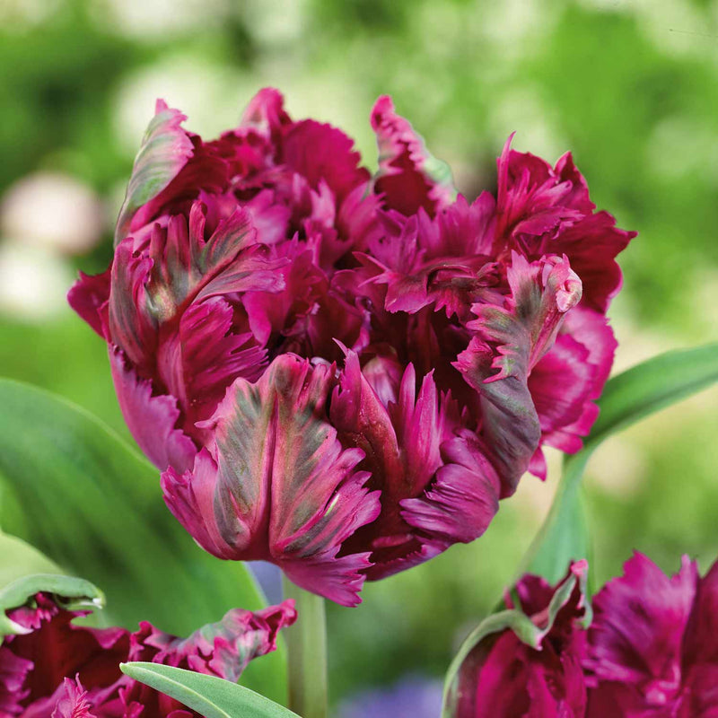 Tulip 'Parrot Negrita' - 10 Bulbs