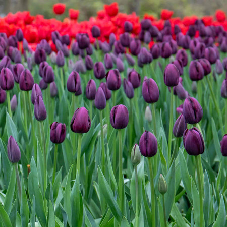 Tulip 'Queen of Night' - 10 Bulbs