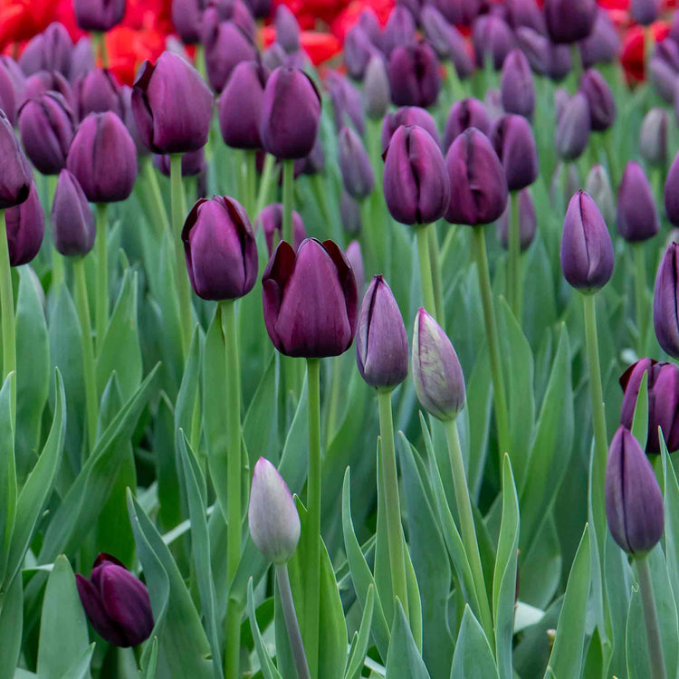 Tulip 'Queen of Night' - 10 Bulbs