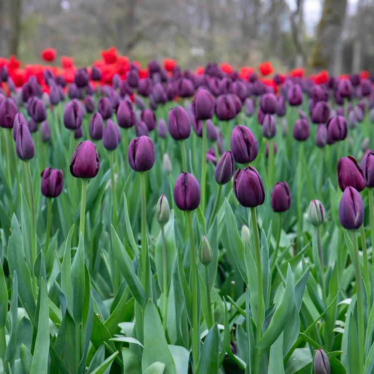 Tulip 'Queen of Night' - 10 Bulbs