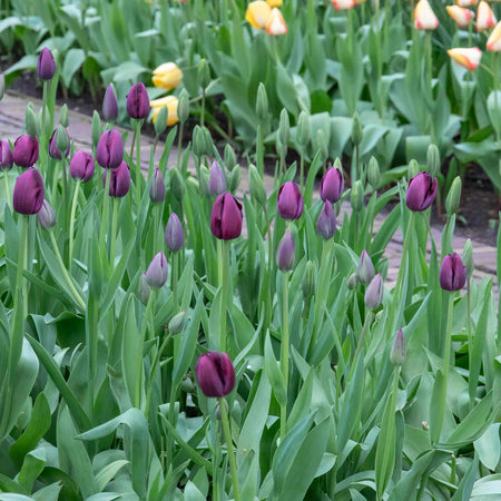 Tulip 'Queen of Night' - 10 Bulbs