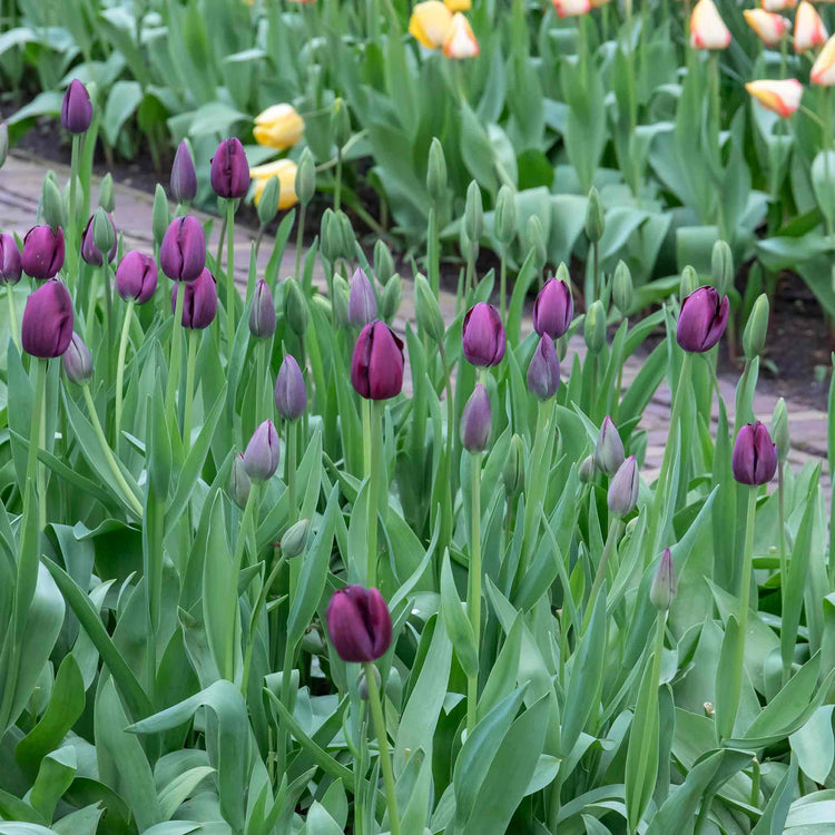 Tulip 'Queen of Night' - 10 Bulbs