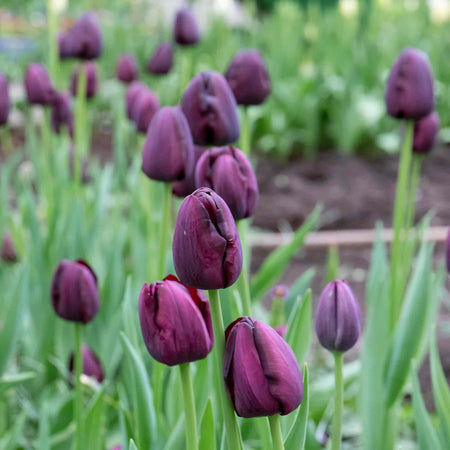 Tulip 'Queen of Night' - 10 Bulbs