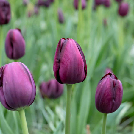 Tulip 'Queen of Night' - 10 Bulbs