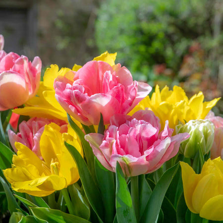 Dwarf Tulip Bulbs Mixed