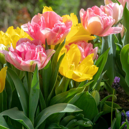Dwarf Tulip Bulbs Mixed