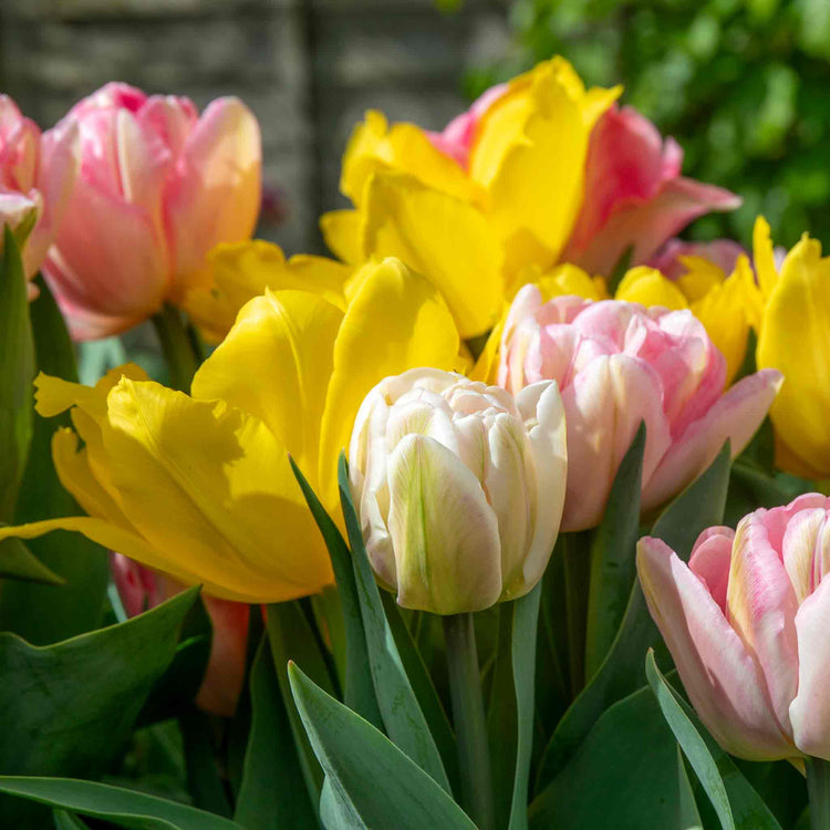 Dwarf Tulip Bulbs Mixed