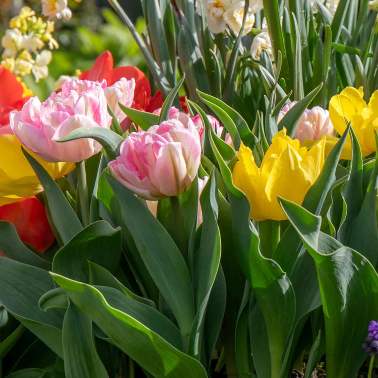 Dwarf Tulip Bulbs Mixed