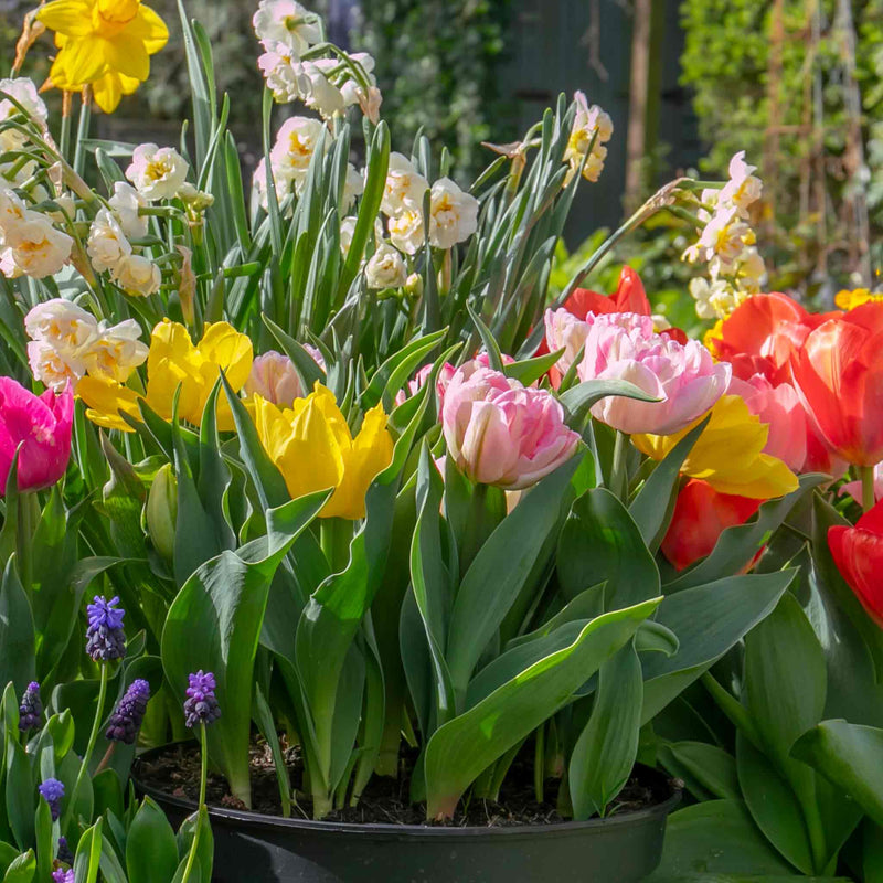 Dwarf Tulip Bulbs Mixed