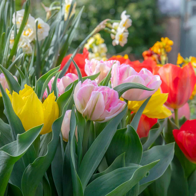 Dwarf Tulip Bulbs Mixed