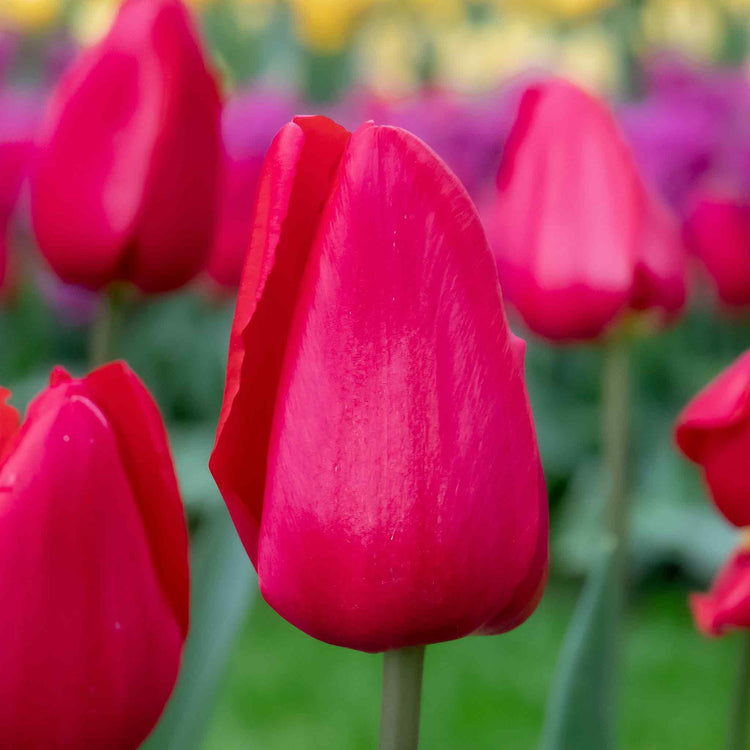 Tulip 'Apeldoorn Red' - 10 Bulbs