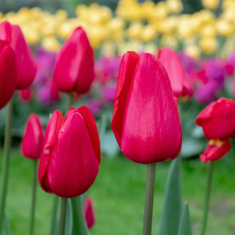 Tulip 'Apeldoorn Red' - 10 Bulbs