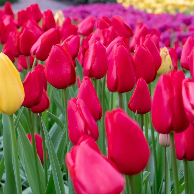 Tulip 'Apeldoorn Red' - 10 Bulbs