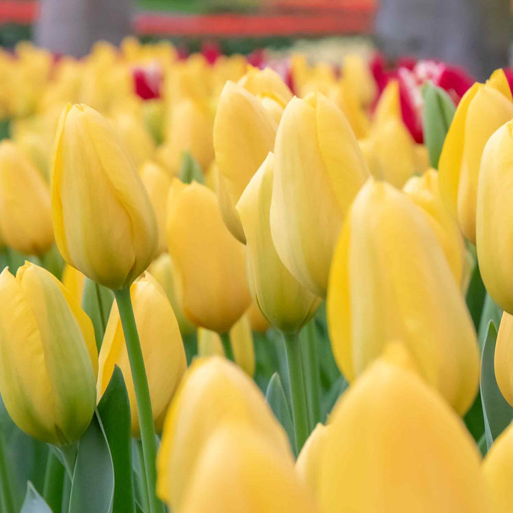 Tulip 'Golden Apeldoorn' - 10 Bulbs