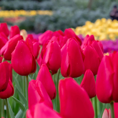 Tulip 'Apeldoorn Red' - 10 Bulbs