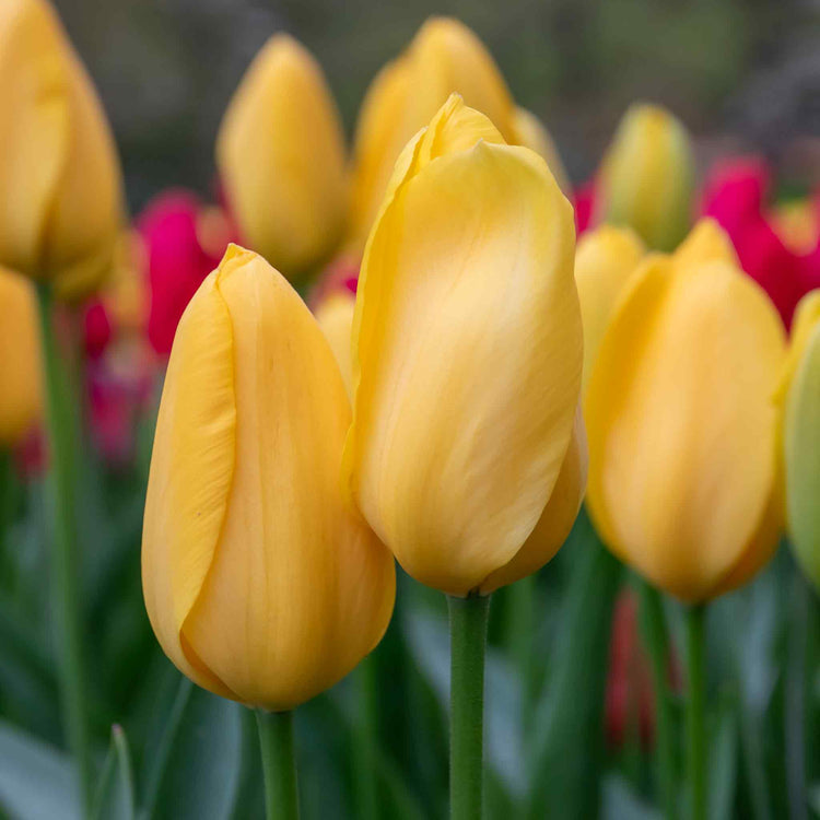 Tulip 'Golden Apeldoorn' - 10 Bulbs