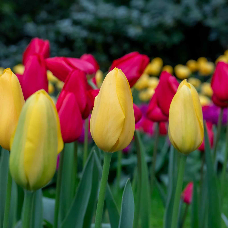 Tulip 'Golden Apeldoorn' - 10 Bulbs