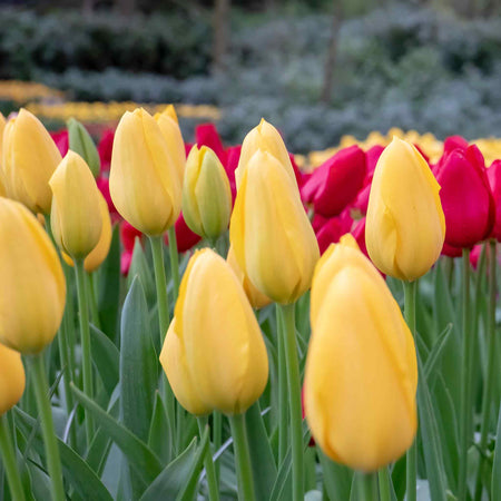 Tulip 'Golden Apeldoorn' - 10 Bulbs