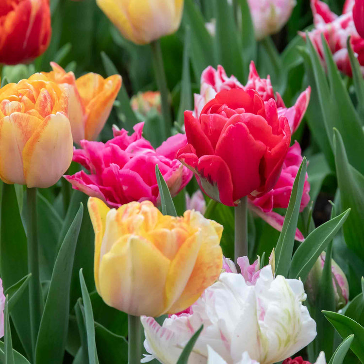 Tulip Bulbs 'Double Early Mix'