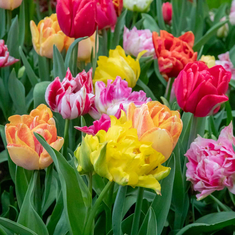 Tulip Bulbs 'Double Early Mix'