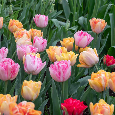 Tulip Bulbs 'Double Early Mix'