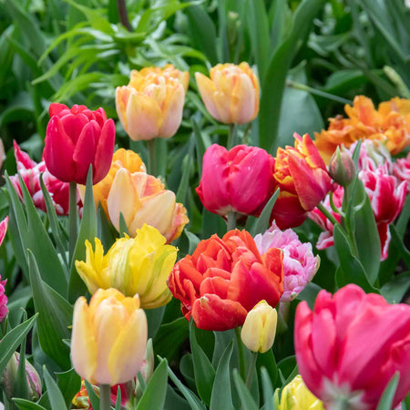 Tulip Bulbs 'Double Early Mix'