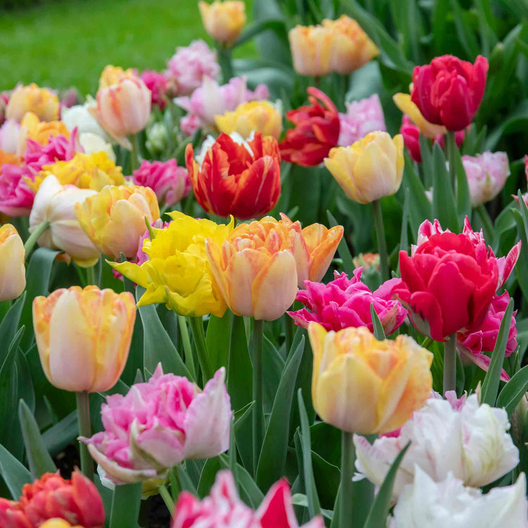 Tulip Bulbs 'Double Early Mix'