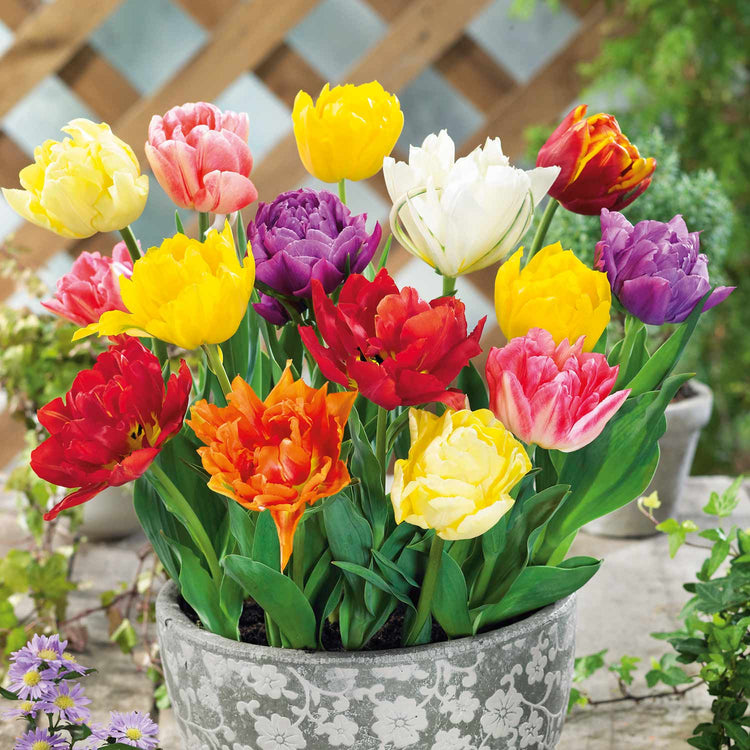 Tulip 'Double Early Mix' - 10 Bulbs