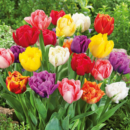 Tulip 'Double Early Mix' - 10 Bulbs