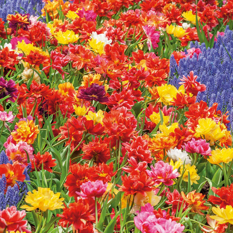 Tulip 'Double Early Mix' - 10 Bulbs