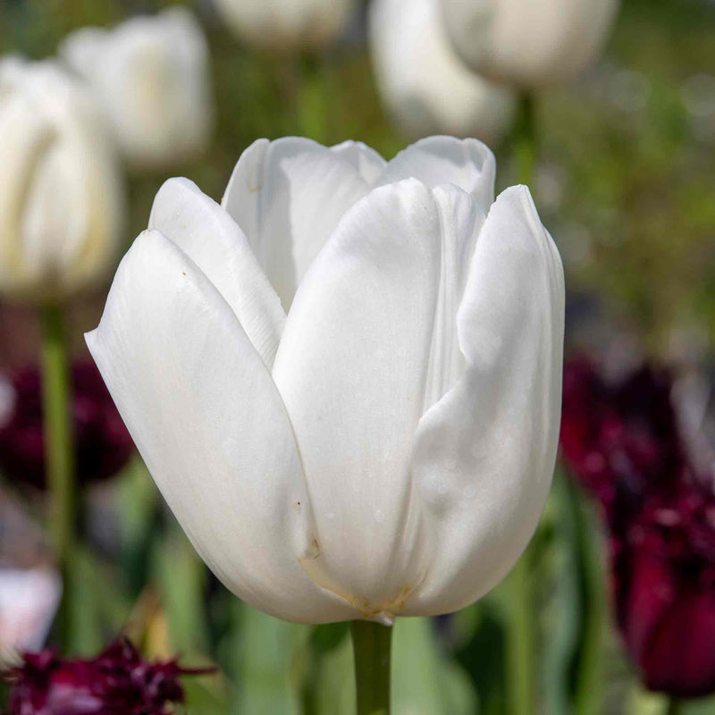 Tulip 'Clearwater'
