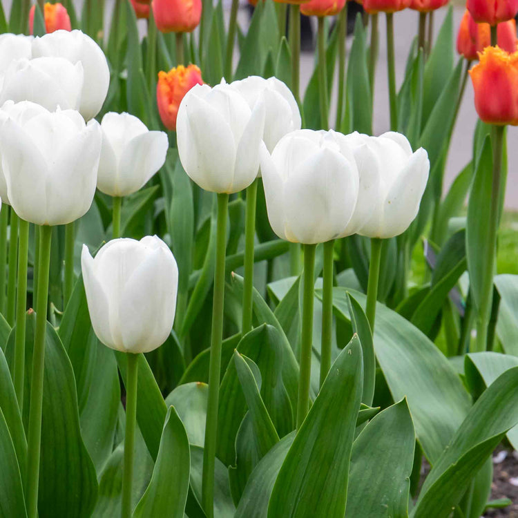 Tulip 'Clearwater' - 10 Bulbs