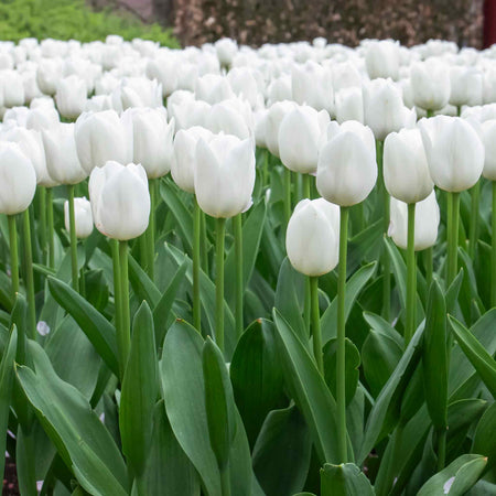 Tulip 'Clearwater' - 10 Bulbs