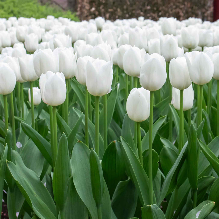 Tulip 'Clearwater' - 10 Bulbs