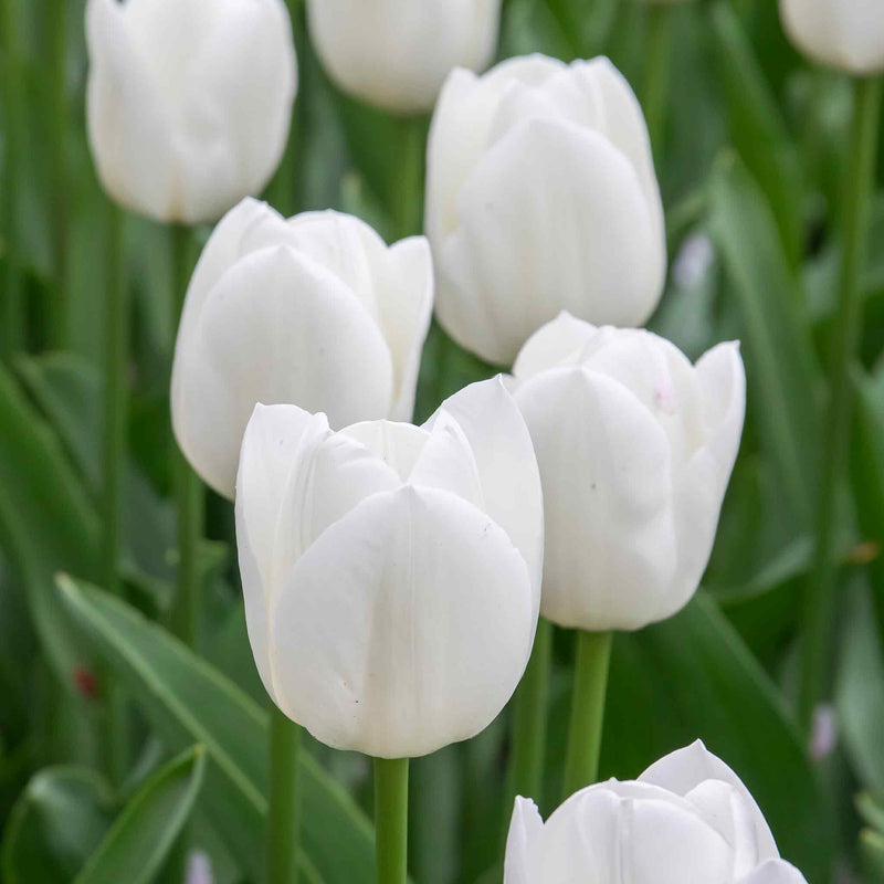 Tulip 'Clearwater' - 10 Bulbs