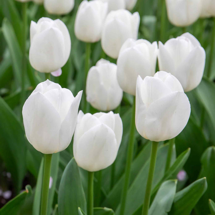 Tulip 'Clearwater' - 10 Bulbs