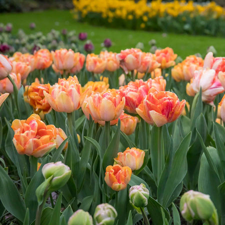 Tulip 'Foxy Foxtrot' - 10 Bulbs