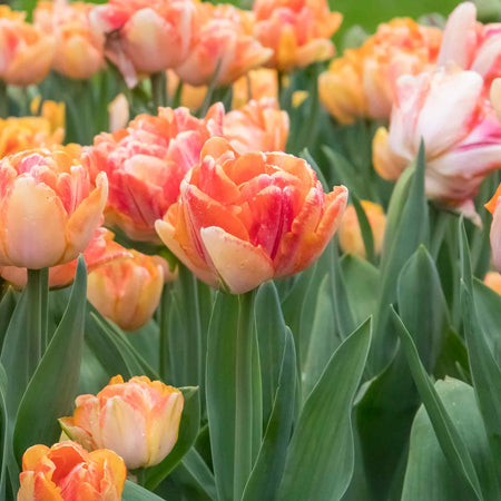 Tulip 'Foxy Foxtrot' - 10 Bulbs