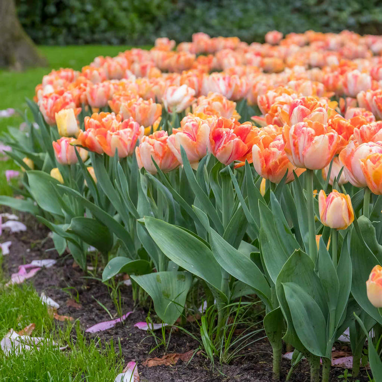 Tulip 'Foxy Foxtrot' - 10 Bulbs